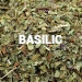 Basilic