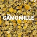 Camomille Matricaire