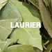 Laurier