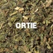 Ortie