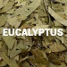 Eucalyptus