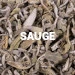 Sauge