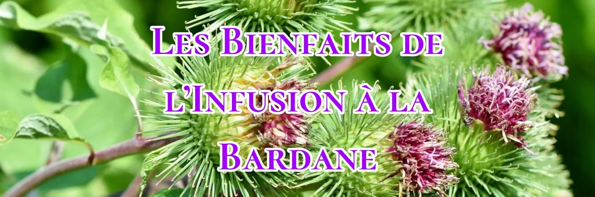 Lire la suite à propos de l’article Les Bienfaits de l’Infusion à la Bardane
