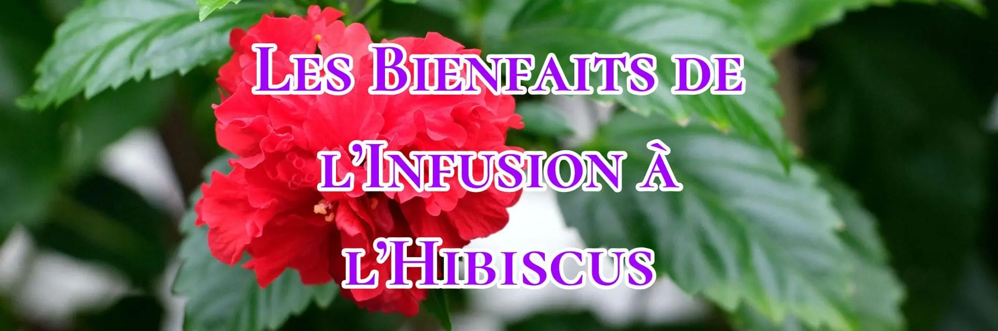 You are currently viewing Les Bienfaits de l’Infusion à l’Hibiscus