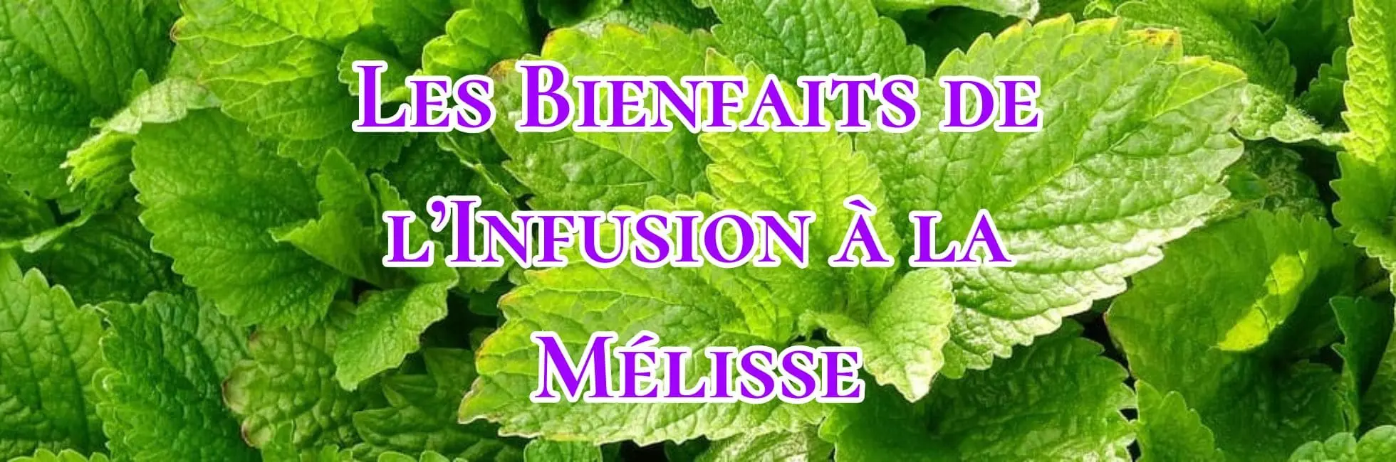 Lire la suite à propos de l’article Les Bienfaits de l’Infusion à la Mélisse