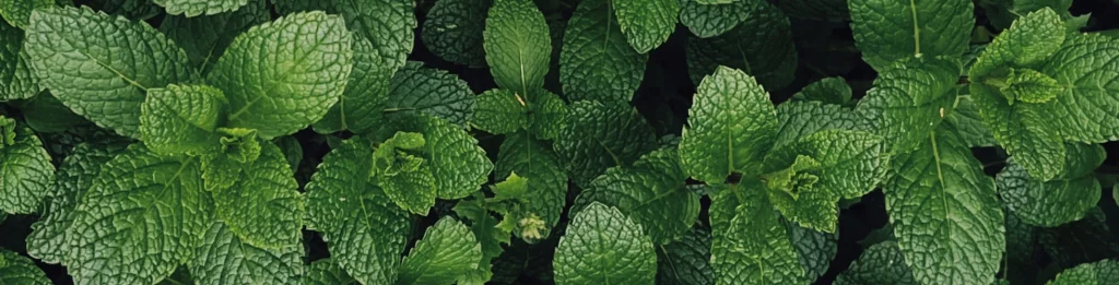 Menthe Fraiche | Paradis Rose