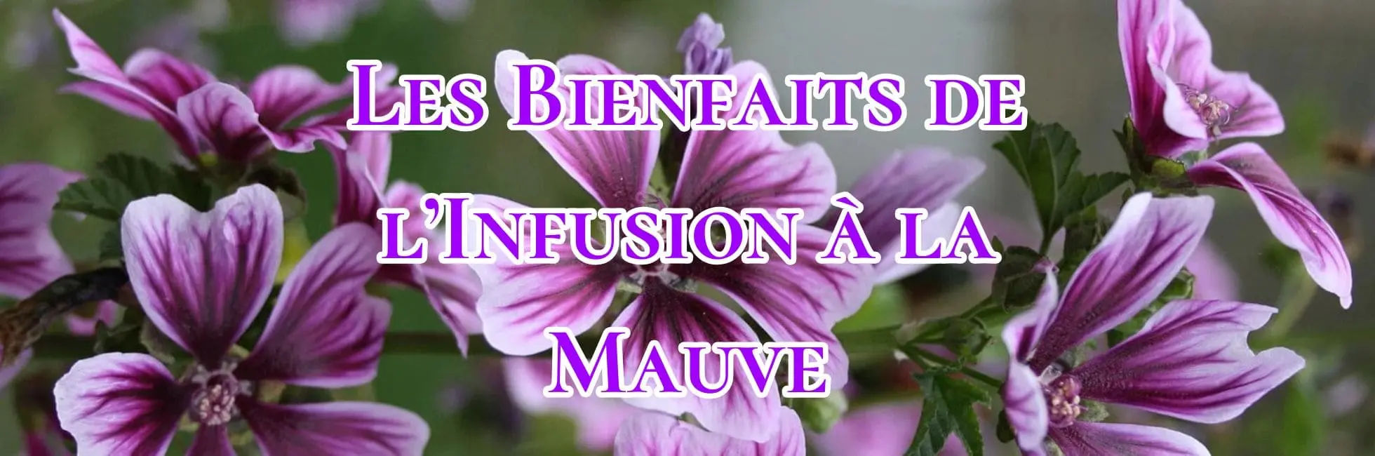 Lire la suite à propos de l’article Les Bienfaits de l’Infusion à la Mauve