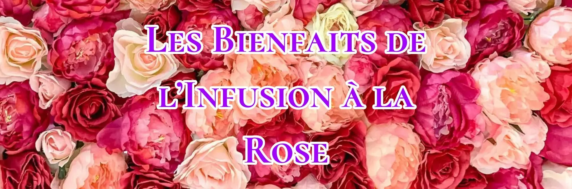 Lire la suite à propos de l’article Les Bienfaits de l’Infusion à la Rose