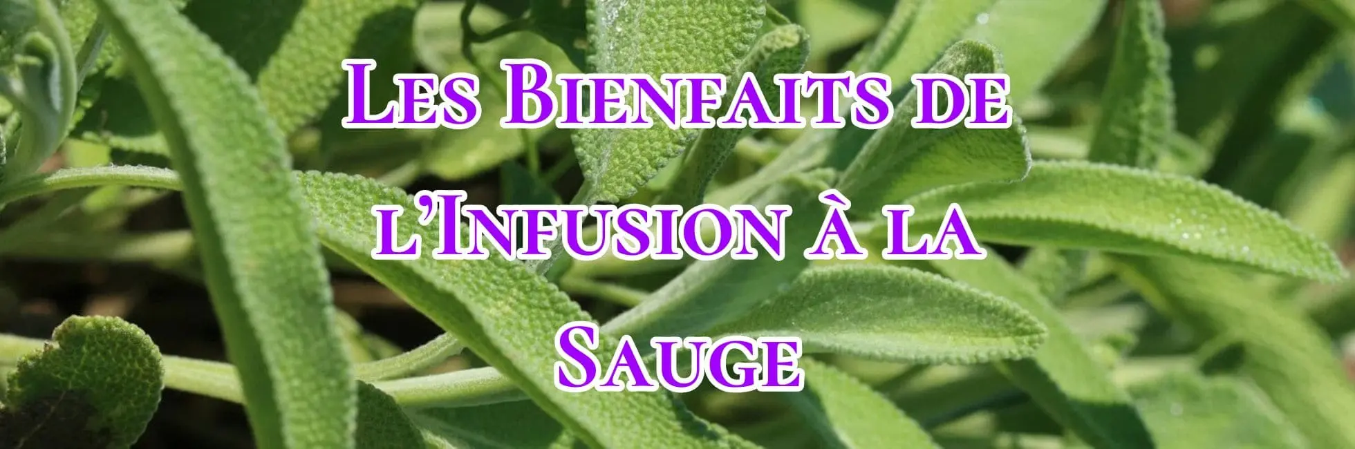 Lire la suite à propos de l’article Les Bienfaits de l’Infusion à la Sauge