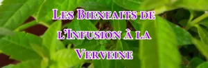Lire la suite à propos de l’article Les Bienfaits de l’Infusion à la Verveine