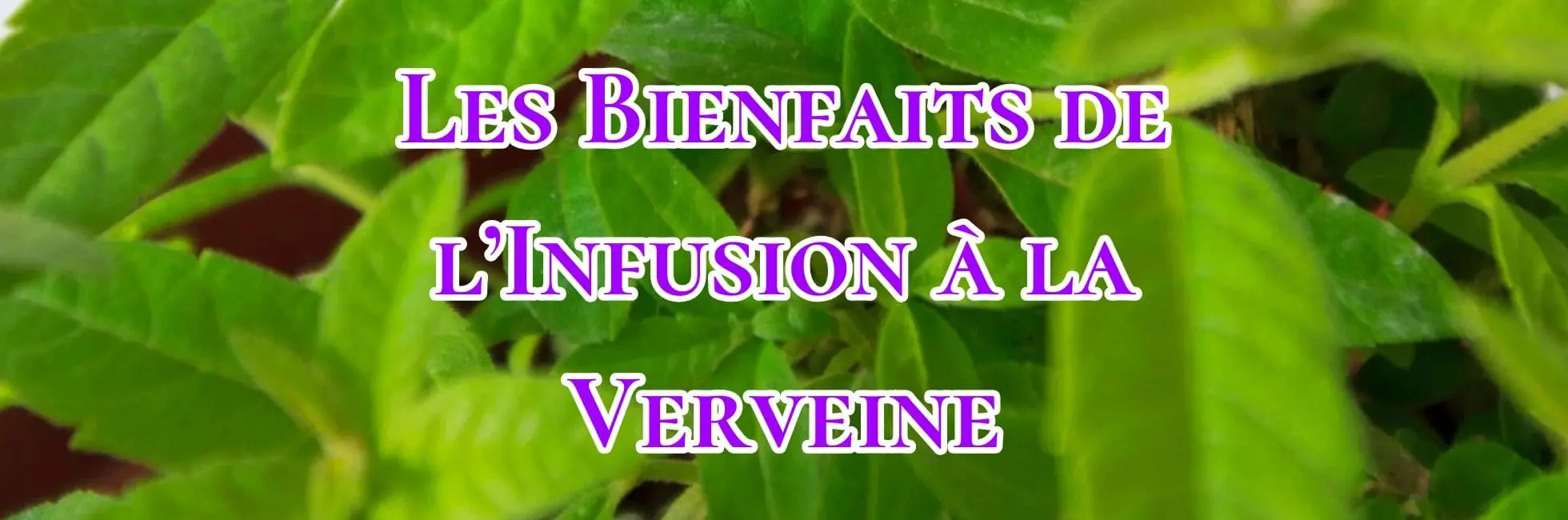 Lire la suite à propos de l’article Les Bienfaits de l’Infusion à la Verveine