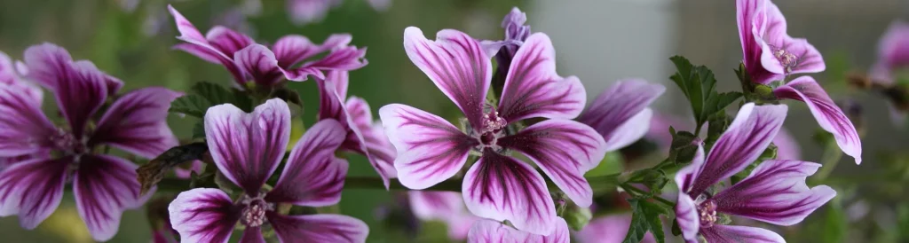 Grande Mauve Vertus | Paradis Rose