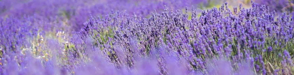 Article Bienfaits Lavande | Paradis Rose