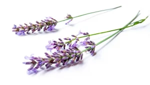 Lavande Fraiche | Paradis Rose