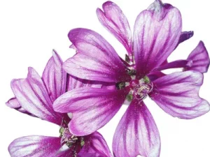 Malva Sylvestris | Paradis Rose