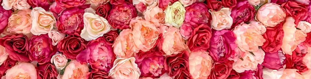 Vertus rose séchée | Paradis Rose