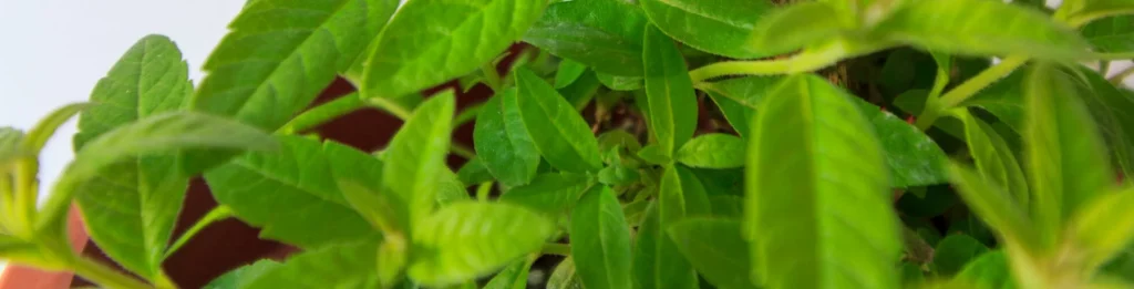 Aloysia Citrodora Bienfaits | Paradis Rose