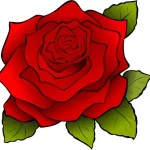 Rose Dessin | Paradis Rose