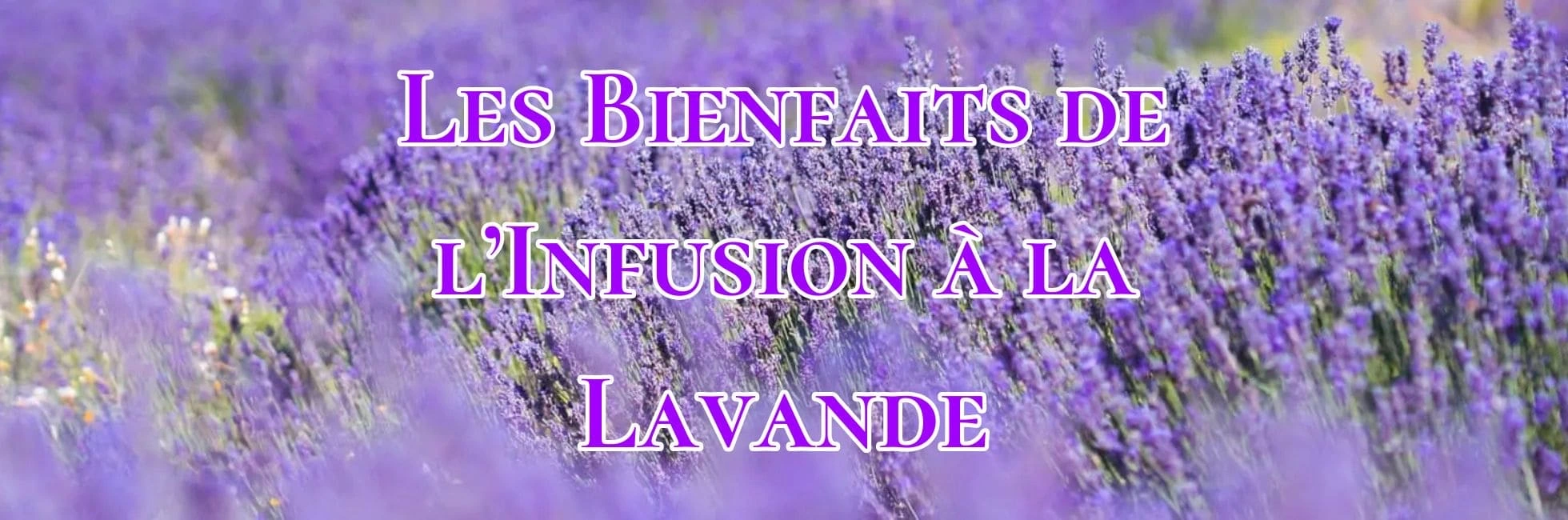 Lire la suite à propos de l’article Les Bienfaits de l’Infusion à la Lavande