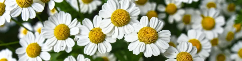 Vertus Camomille | Paradis Rose