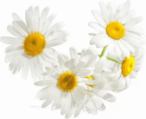 Fleur Camomille | Paradis Rose
