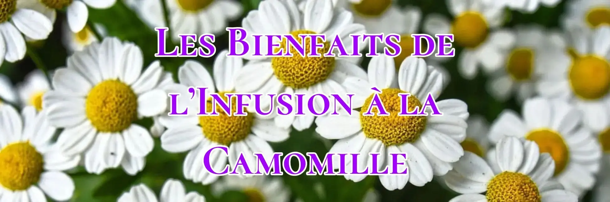Lire la suite à propos de l’article Les Bienfaits de l’Infusion à la Camomille