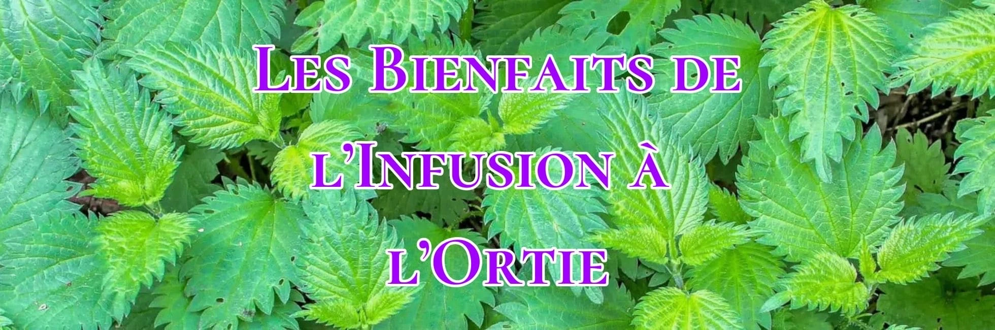Lire la suite à propos de l’article Les Bienfaits de l’Infusion à l’Ortie