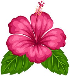 Dessin fleur Hibiscus | Paradis Rose
