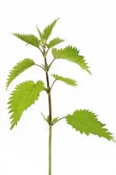 Feuille Ortie piquante | Paradis Rose