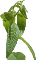 Aloysia Citrodora | Paradis Rose