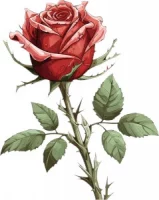 Rose | Paradis Rose